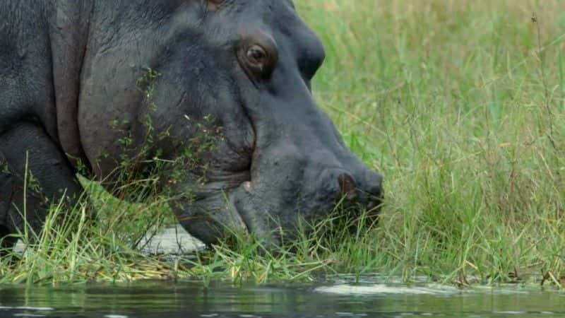 纪录片《河马：非洲的河流巨人 Hippos: Africa's River Giants》[无字][BT][720P]资源下载