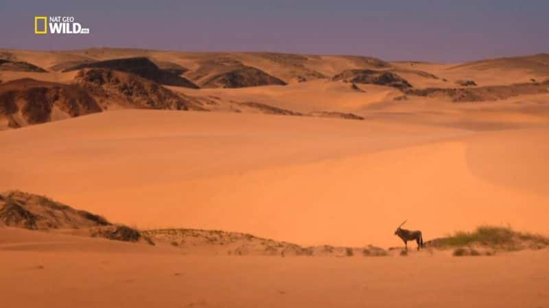 纪录片《消失的国王 - 纳米布沙漠之狮 Vanishing Kings - Desert Lions of Namib》[无字][BT][1080P]资源下载