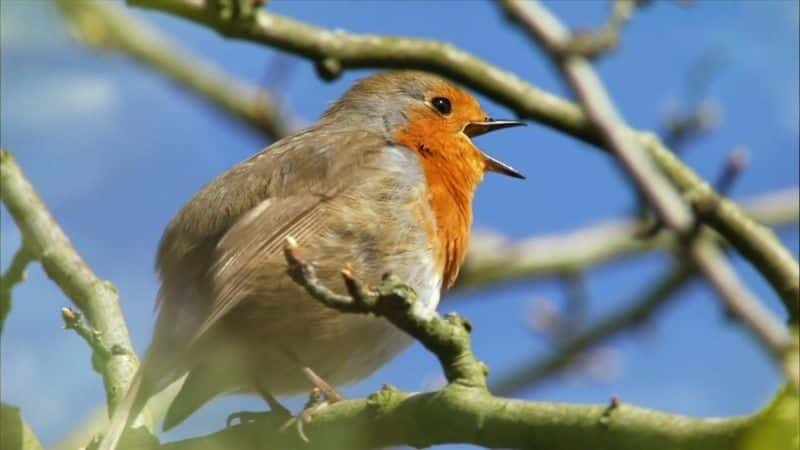 纪录片《春季观察 2017 Springwatch 2017》[无字][BT][1080P]资源下载