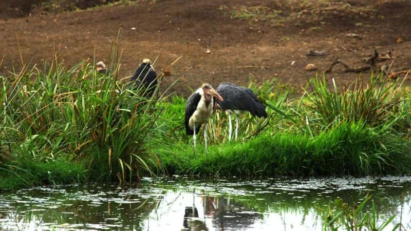 ¼Ƭ׸ǵ٣Ȼΰó Serengeti: Natures Greatest JourneyĻ/Ļ