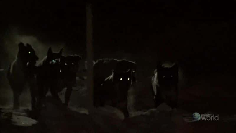 ¼ƬµĹѩ Sled Dog Racing in the Northern LightsĻ/Ļ