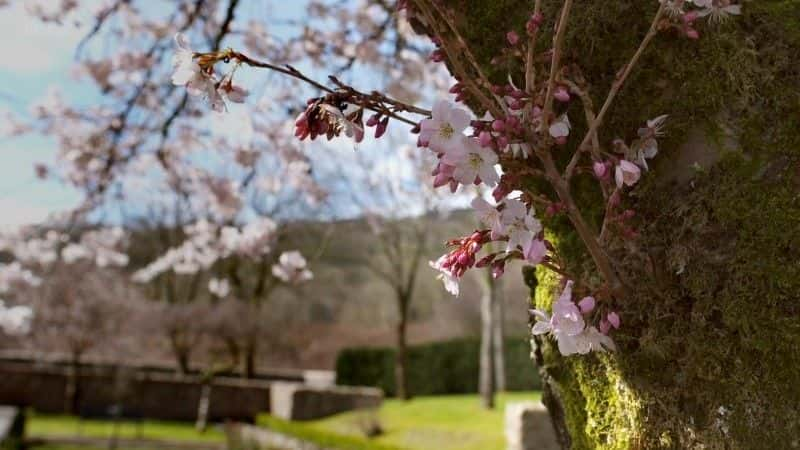 纪录片《幸存的艾伯凡 Surviving Aberfan》[无字][BT][1080P]资源下载