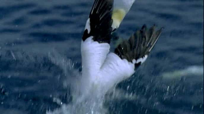 纪录片《拯救我们的海鸟 Saving our Seabirds》[无字][BT][720P]资源下载