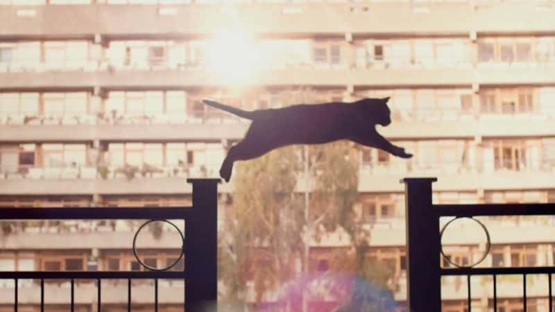 纪录片《猫的秘密生活 (BBC) Secret Life of Cats (BBC)》[无字] [BT][DVD画质]资源下载