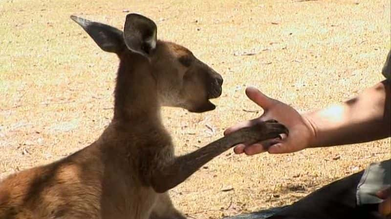 ¼ƬSkippyĴǵһλ Skippy - Australia's First SuperstarĻ/Ļ