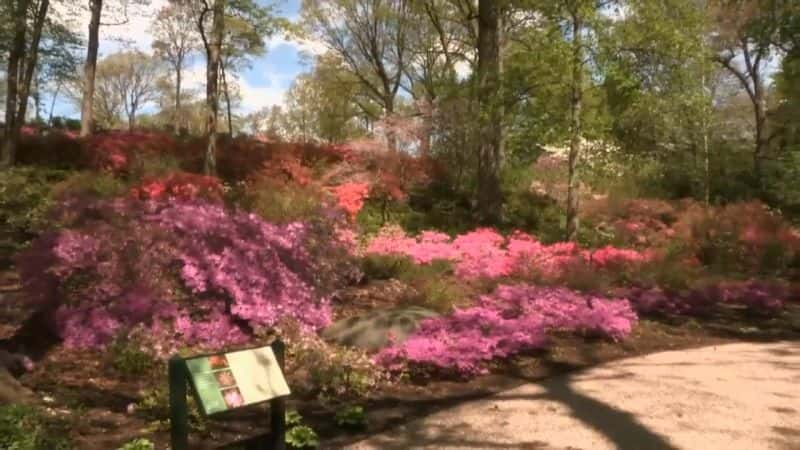 纪录片《纽约的瑰宝：纽约植物园 Treasures of New York: New York Botanical Garden》[无字][BT][1080P][DVD]双画质资源下载