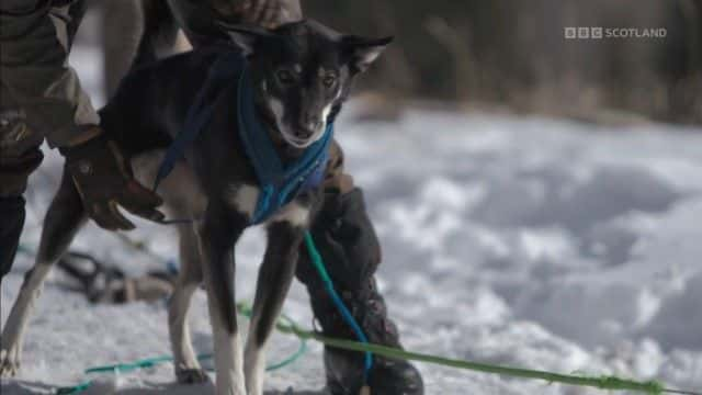 纪录片《雪狗：走进野外 Snow Dogs: Into the Wild》[无字][BT][1080P]资源下载