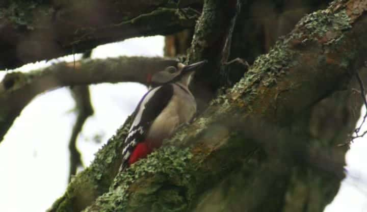 纪录片《鸟类的秘密生活 Secret Life of Birds》[无字][BT][1080P]资源下载