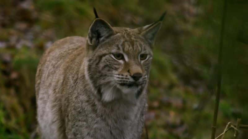 纪录片《高地 - 苏格兰的狂野之心 Highlands - Scotland's Wild Heart》[无字][BT][1080P]资源下载