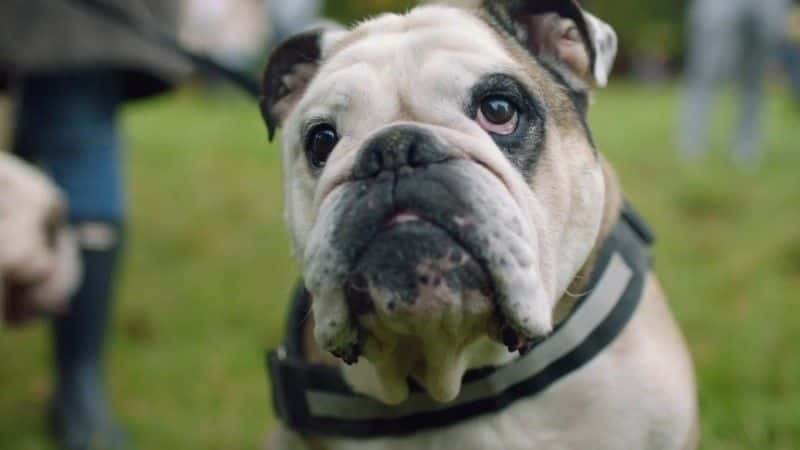 纪录片《拯救英国斗牛犬 Saving the British Bulldog》[无字][BT][720P]资源下载