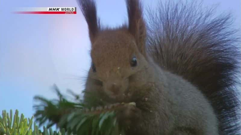 纪录片《雄鹿的秘密：北海道梅花鹿 Secrets of the Stag: Hokkaido Sika Deer》[无字][BT][720P]资源下载