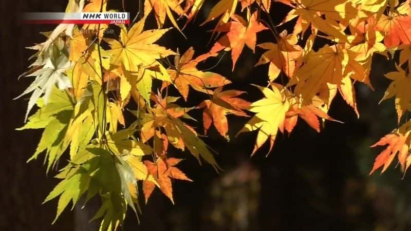 纪录片《火车巡游：东北和信越的秋季乐趣 Train Cruise: Autumn Delights in Tohoku and Shin-Etsu》[无字][BT][720P]资源下载