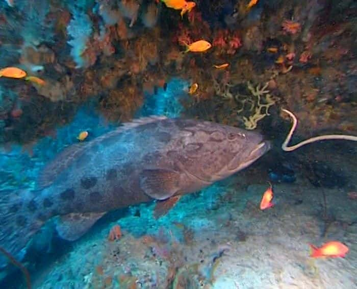 纪录片《水下印象 Underwater Impressions》[无字][BT][1080P]资源下载