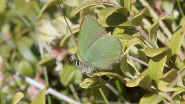 纪录片《Springwatch 红色按钮 2023 Springwatch Red Button 2023》[无字][BT][720P]资源下载