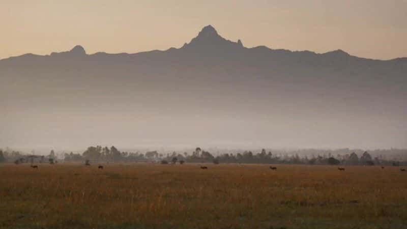 纪录片《苏丹：最后的犀牛（BBC） Sudan: The Last of the Rhinos (BBC)》[无字][BT][720P]资源下载