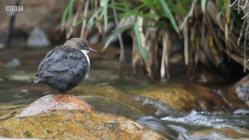 纪录片《Springwatch：苏格兰冒险 Springwatch: Scottish Adventure》[无字] [BT][DVD画质]资源下载