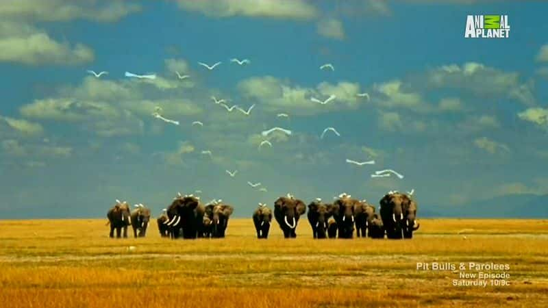 ¼ƬҦһȷ޾ Saving Africa's Giants with Yao MingĻ/Ļ