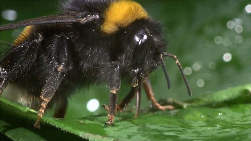 ¼ƬƷ Secrets of Bumblebees1080P-Ļ/Ļ