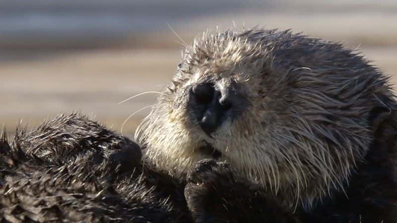 纪录片《海獭：百万美元宝贝 (BBC 1080p) Sea Otters: A Million Dollar Baby (BBC 1080p)》[无字][BT][1080P]资源下载