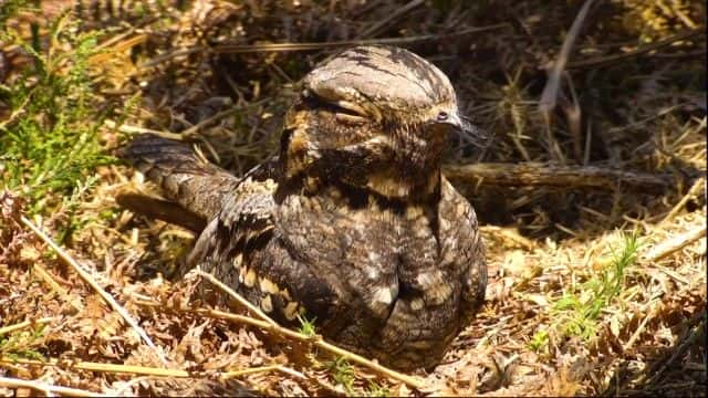 纪录片《2023 年春季观察 Springwatch 2023》[无字][BT][720P]资源下载