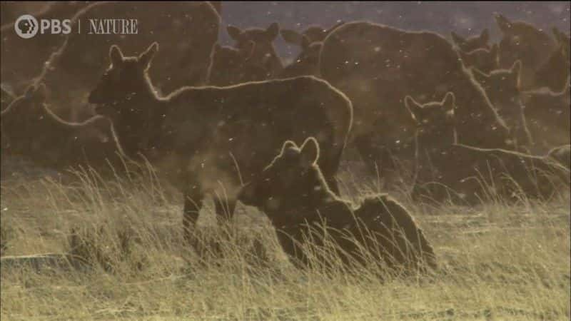 纪录片《景点与声音：黄石公园一小时 Sights and Sounds: An Hour in Yellowstone》[无字][BT][1080P]资源下载