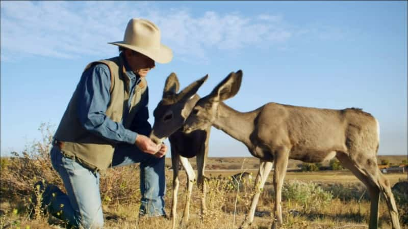 纪录片《接触荒野 - 与死亡峡谷的长耳鹿一起生活 Touching the Wild - Living with the Mule Deer of Deadman Gulch》[无字][BT][1080P]资源下载