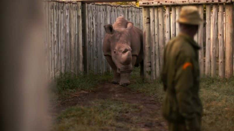 纪录片《苏丹：最后的犀牛（BBC） Sudan: The Last of the Rhinos (BBC)》[无字][BT][720P]资源下载