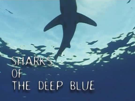 纪录片《深蓝鲨鱼 Sharks of the Deep Blue》[无字][BT][720P]资源下载