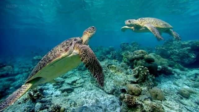 纪录片《海龟太平洋指南 (BBC) A Turtle's Guide to the Pacific (BBC)》[无字] [BT][DVD画质]资源下载