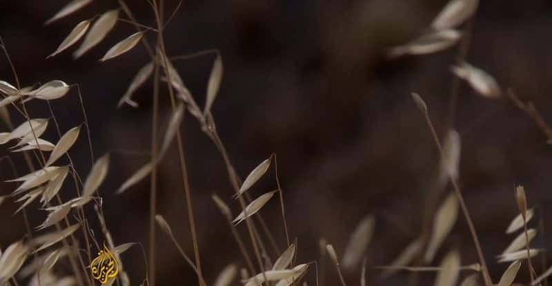 纪录片《约旦河谷的牧羊人 Shepherds of the Jordan Valley》[无字][BT][1080P]资源下载