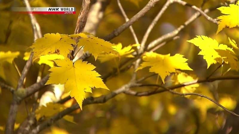 纪录片《雄鹿的秘密：北海道梅花鹿 Secrets of the Stag: Hokkaido Sika Deer》[无字][BT][720P]资源下载