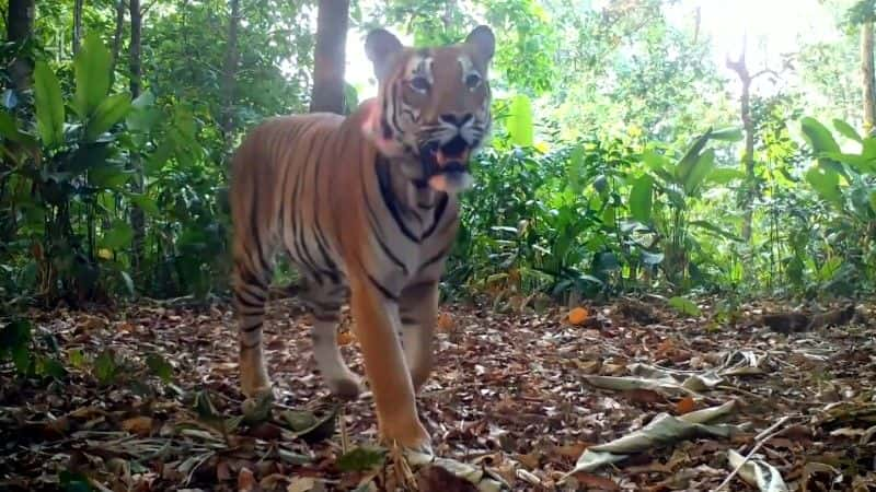 纪录片《泰国虎王 Thailand's Tiger Kingpins》[野生动物][无字幕][1080P][MKV][BT][资源下载]