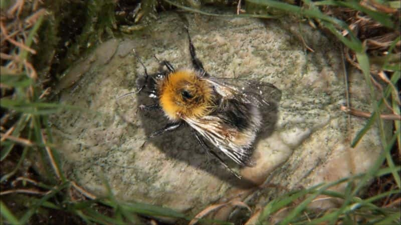 ¼ƬƷ Secrets of Bumblebees1080P-Ļ/Ļ