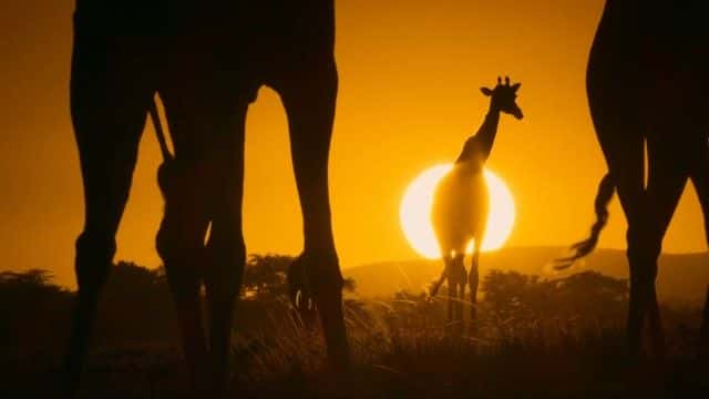 ¼Ƭ׸ǵ III (BBC) Serengeti III (BBC)1080Pȫ6-Ļ/Ļ