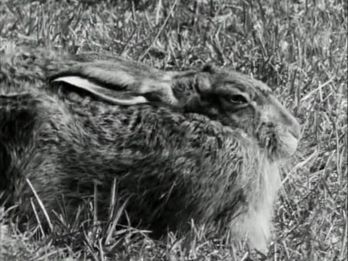 ¼ƬҰõһ A Hare's Life720Pȫ1-Ļ/Ļ