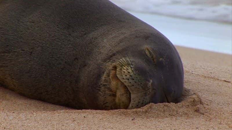 ¼ƬģеϢ (BBC) Hawaii: Message in the Waves (BBC)ȫ1-Ļ/Ļ