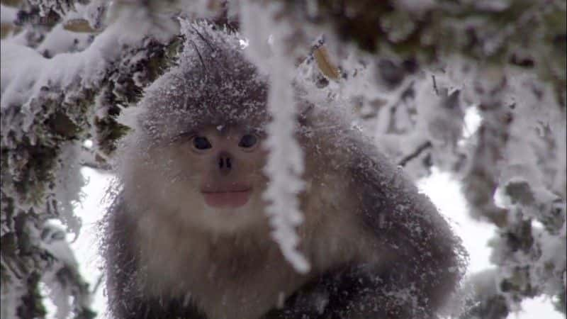 ¼Ƭϲɽ (BBC 1080p) The Himalayas (BBC 1080p)1080P-Ļ/Ļ