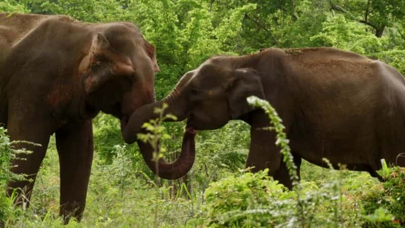 纪录片《斯里兰卡：象岛 Sri Lanka: Elephant Island》[无字][BT][720P][DVD]双画质资源下载