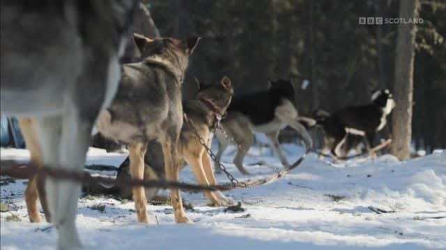 纪录片《雪狗：走进野外 Snow Dogs: Into the Wild》[无字][BT][1080P]资源下载