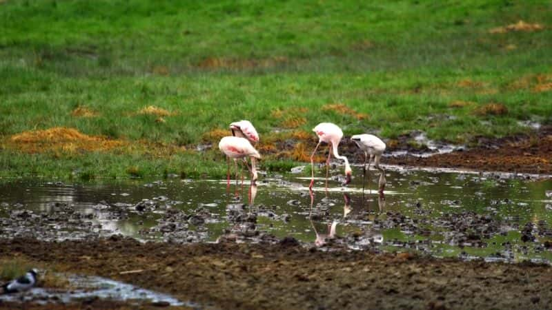 ¼Ƭ׸ǵ٣Ȼΰó Serengeti: Natures Greatest JourneyĻ/Ļ