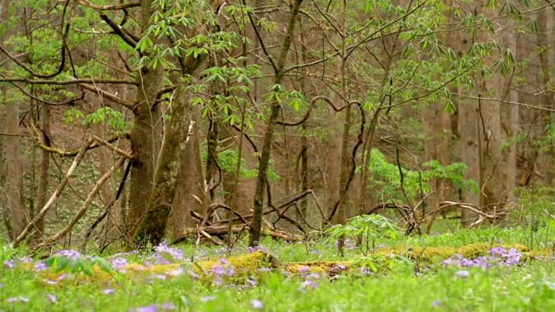 纪录片《森林的季节 Seasons of the Forest》[无字][BT][720P]资源下载