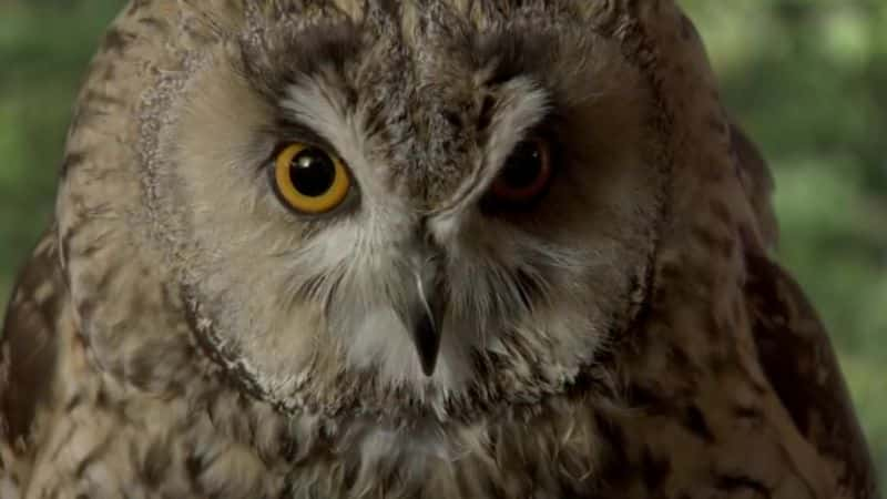 纪录片《超级动力猫头鹰 Super Powered Owls》[无字][BT][720P]资源下载