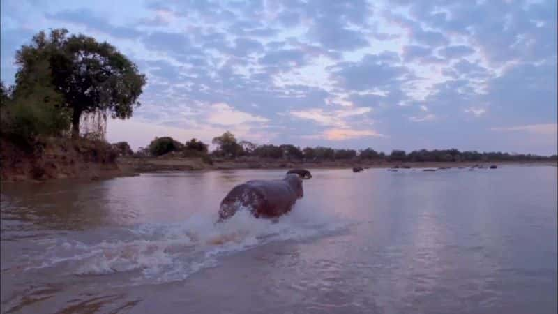 ¼Ƭں Hippos: After Dark1080P-Ļ/Ļ