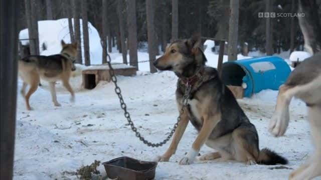 纪录片《雪狗：走进野外 Snow Dogs: Into the Wild》[无字][BT][1080P]资源下载