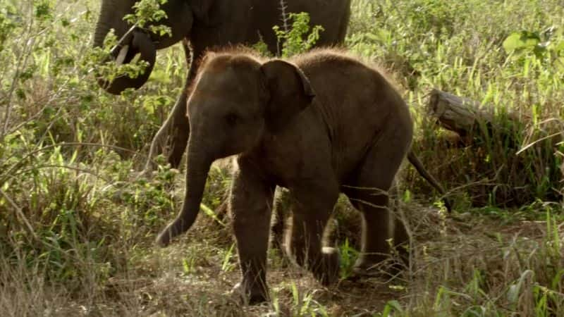 纪录片《斯里兰卡：象岛 Sri Lanka: Elephant Island》[无字][BT][720P][DVD]双画质资源下载