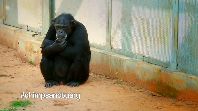 纪录片《苏·帕金斯和黑猩猩保护区 Sue Perkins and the Chimp Sanctuary》[无字][BT][1080P]资源下载