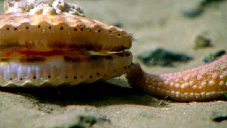 ¼Ƭʯص (BBC 1080p) The Secret Life of Rock Pools (BBC 1080p)1080Pȫ1-Ļ/Ļ