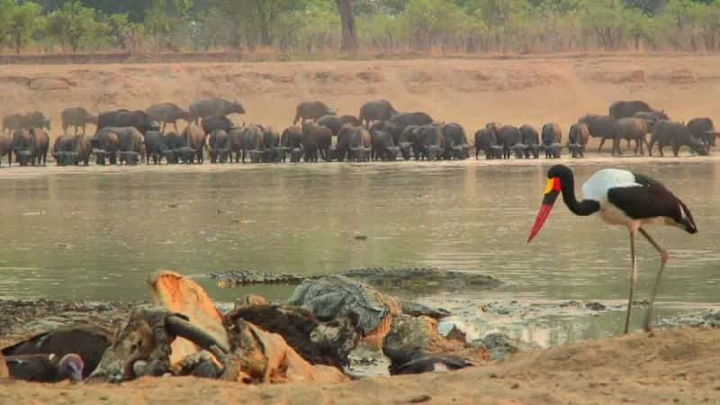 纪录片《河马：大自然的狂野盛宴 Hippo: Natures Wild Feast》[无字][BT][720P]资源下载