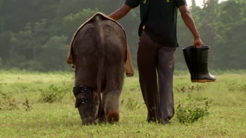 纪录片《斯里兰卡：象岛 Sri Lanka: Elephant Island》[无字][BT][720P][DVD]双画质资源下载