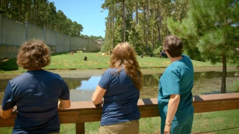 纪录片《苏·帕金斯和黑猩猩保护区 Sue Perkins and the Chimp Sanctuary》[无字][BT][1080P]资源下载